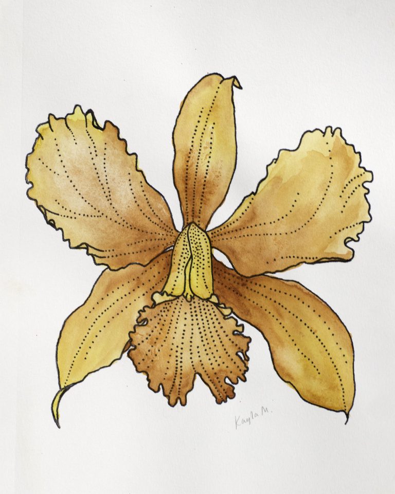 Zygomorphic Flower The Chimes